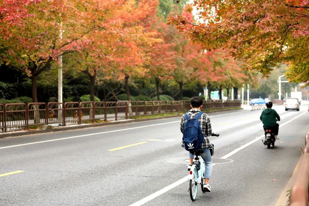 枫香大道|钱塘秋色，正当时！