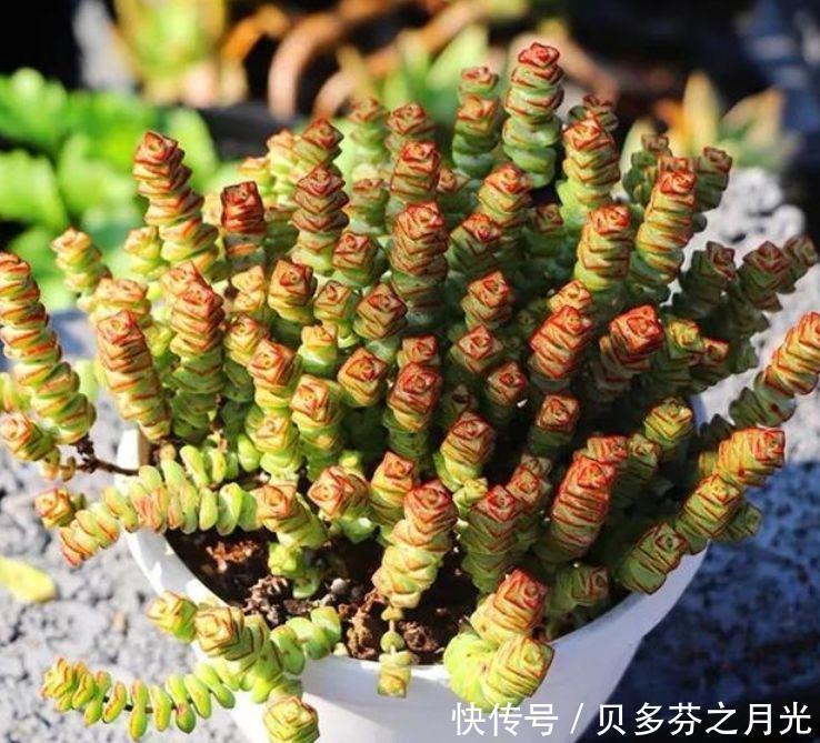 4种花高贵优雅,看了就让人沉醉,比牡丹美,比绿萝好养