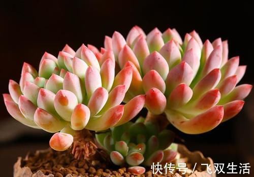 10款多肉盆栽,不必养成老桩,小小巧巧照样美丽