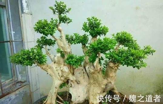 黄杨盆景怎么养,才能让根系和树干快速长粗,并控制住树高呢?