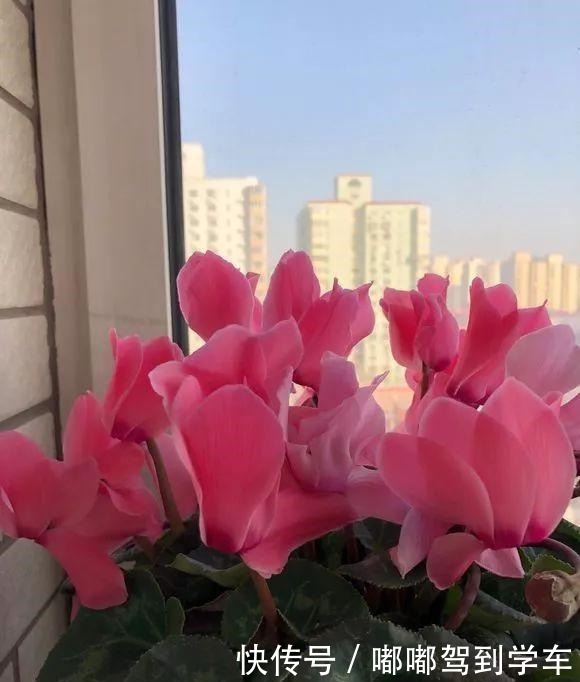 公认“最难养”的3种花,养一盆死一盆,看看你家有没有!