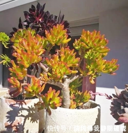 多肉|此款多肉植物,招财又好看,养成老桩盆景,谁见了都夸美!