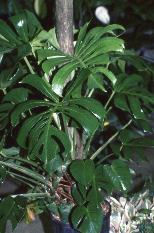 受欢迎|蔓绿绒观叶植物里的大家族,叶子颜色形态各异,我家就养了几种