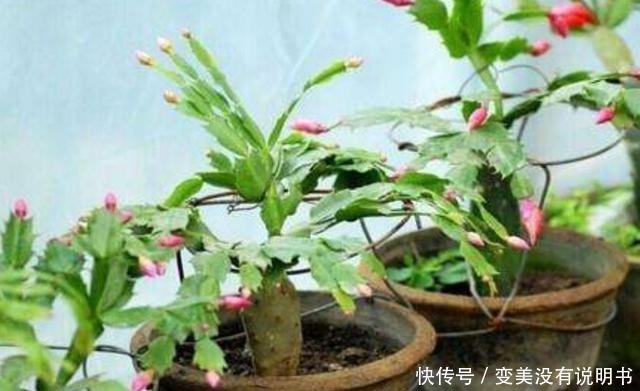 5种常见的花，现在还能扦插，再晚不容易生根！