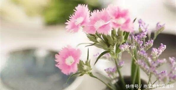 阳台上|这些花不能宠!越贱养越疯长,长不好就是你太勤快