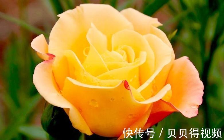 花香在世界排名前三的花,闻一闻精神百倍,你家有养么