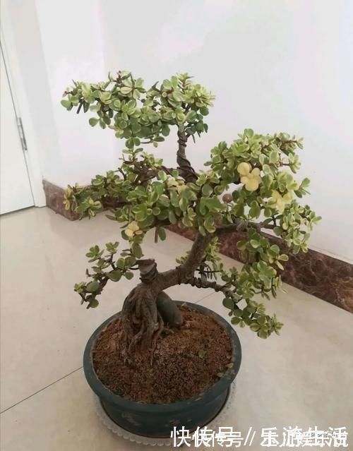 金枝玉叶太好养了，常用两种水，嫩叶冒不停，长势很喜人