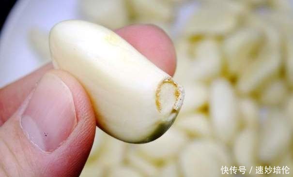 腊八节腌腊八蒜，别着急加醋，教你一招，大蒜绿得快，5天就能吃