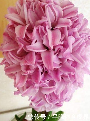 还在养绿萝和吊兰?老婆种个洋葱头,开的花比玫瑰好看多了!