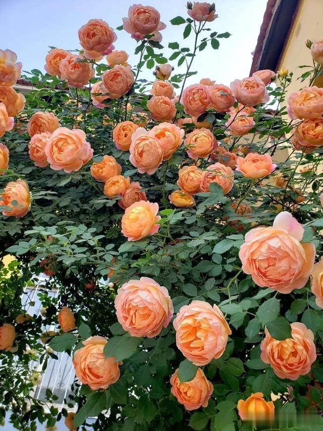 圆滚滚的绣球，瀑布般的花墙，这届花友也太会种花了吧