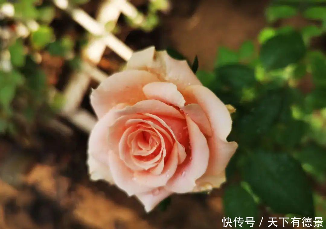 天晴|5种花最怕下雨,淋雨叶子长斑点,赶紧搬进屋