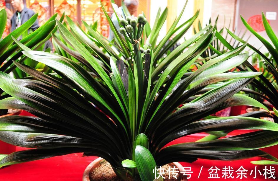 这样换盆超简单,君子兰不伤根,不烂根