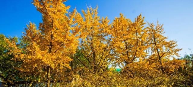 寺院|妙应寺俗称白塔寺是一座藏传佛教格鲁派寺院妙应寺始建于元朝