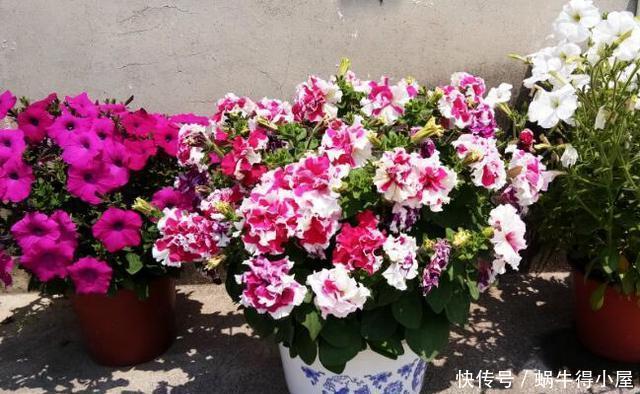 超简单的矮牵牛花暴盆方法,新手也能轻松暴盆