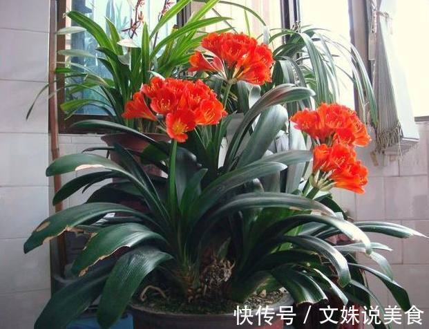 婆婆总在花盆挖坑埋垃圾，难怪君子兰疯狂爆盆，叶片绿的能滴油！