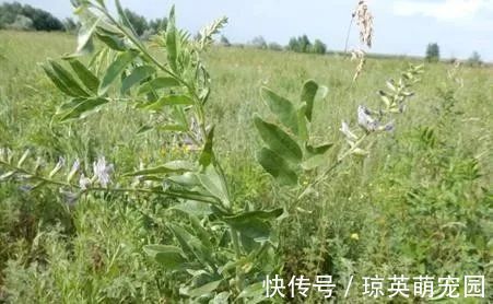 绝招|民间老郎中家传绝招！一个4味药的泡酒方，腰突疼痛，一分钟见效