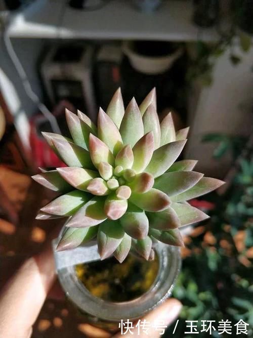 多肉植物也能水培多肉丢水里反而不烂根,长得还水灵,晶莹剔透
