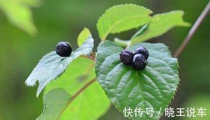 叶子上开花结果的植物您见过吗,它就是青荚叶