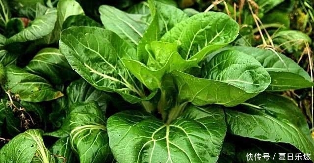 植物纤维|一便秘就用开塞露？别傻了，经常吃点“它”，润肠通便更健康！