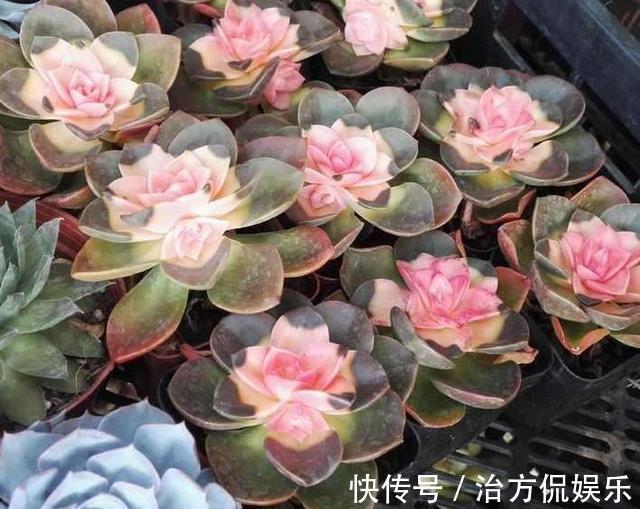 花卉|花市买花“要当心”,3种花“白送”也不要,养不活还占位置!