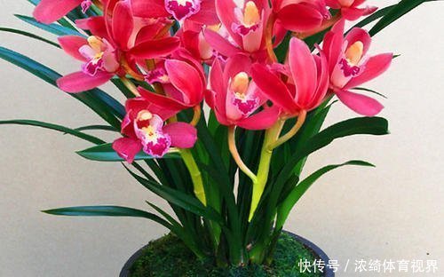 养花|家庭养花选它,美过荷花,香过茉莉,一年四季有花赏,值得拥有