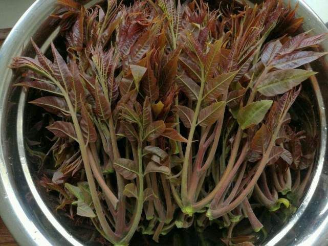 香味|香椿好吃功效多,但春季吃香椿有1个禁忌,还有很多人不清楚