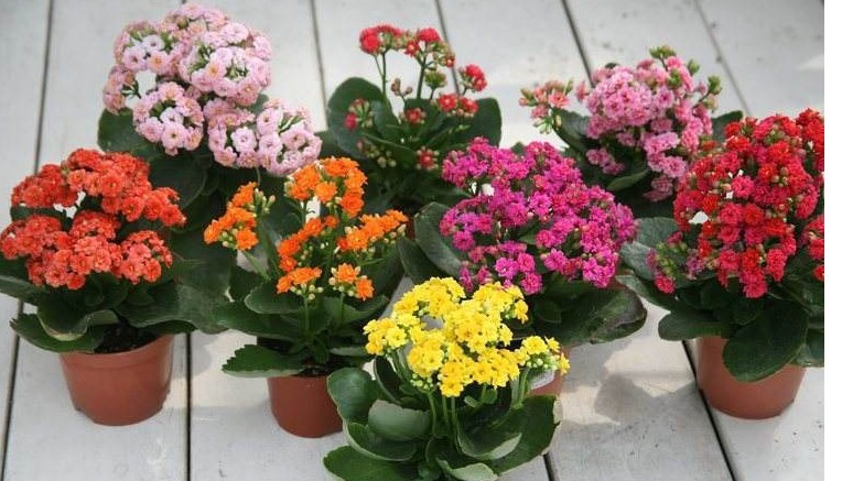 以下“4种花”,不要随便送人!个个都是“财神爷”,有钱人都爱