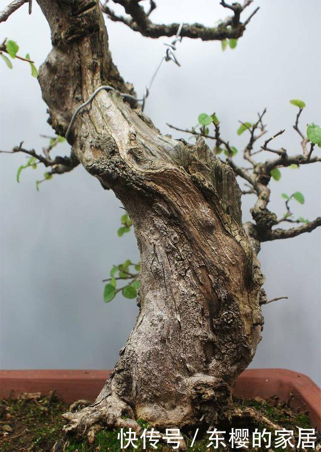 生根|盆景老桩上盆后不发新芽、不生长之我见