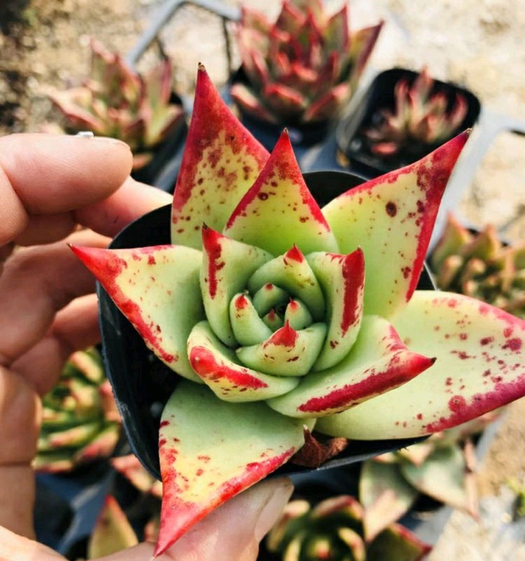 多肉徒长散乱不美观怎么办只需一个神操作,一盆变两盆还更美观