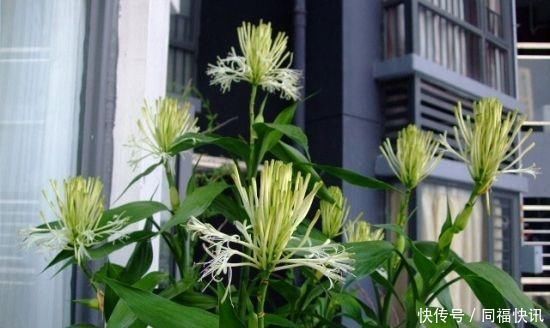 富贵竹不开花老花匠使“绝招”，花开“富贵”，长成“小树林”