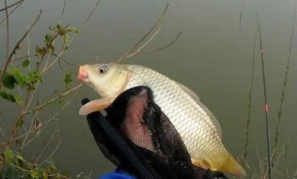 酒米不止可以打窝,还有这几种用法,渔获增加很简单