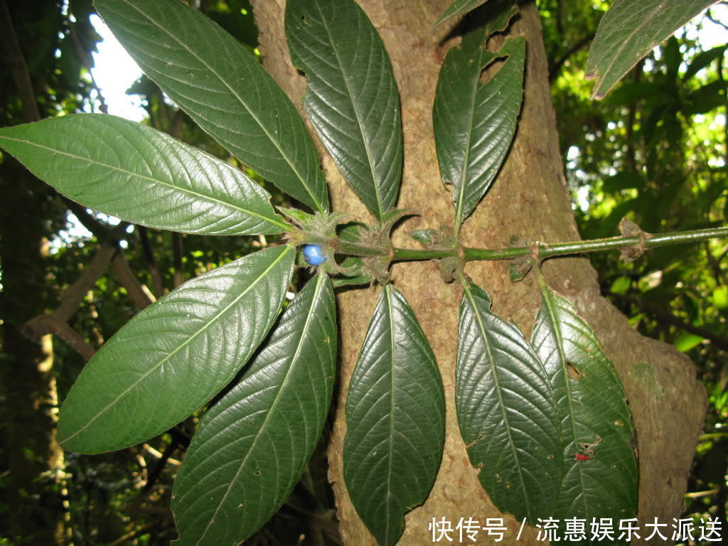 农村能治牙痛的树,嚼2片叶子就可以,农民却称它为“鸡屎树”