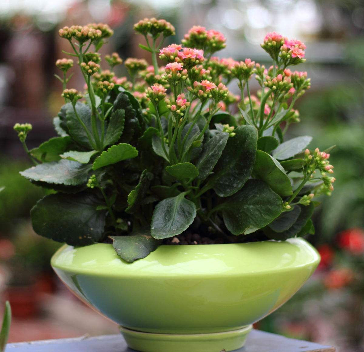 “两种花”切根枝条就能活,泡在水里,10天长“白根”,花期长