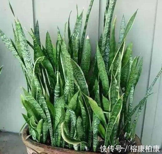 绿植|厨房这些东西用来养虎皮兰，很快长出侧芽一盆变几盆，省钱又方便
