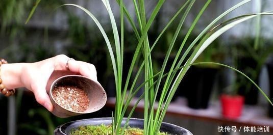 兰花土埋“一料”,不干尖不黄叶,7天蹭蹭冒笋,独苗变层叠群兰!