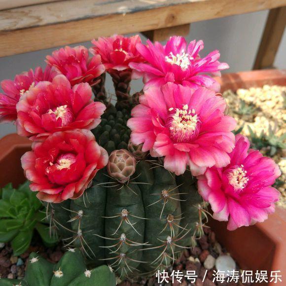 阳台上|60岁的他,退休只养仙人球,10个品种,开花比月季还漂亮