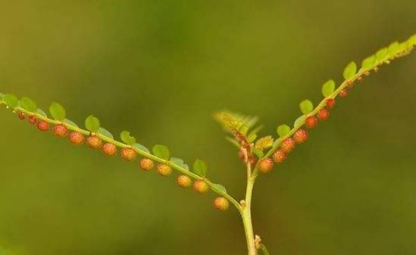 它外形酷似“含羞草”，却不会“害羞”，用处广泛然而相当常见