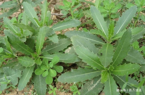 灰灰菜|“免费的天然钙片”,孩子常吃个子长得快!牛奶鸡蛋都比不上