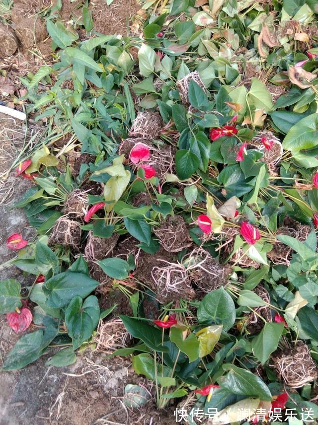 修剪|出门最容易“捡到”的5种花,拿回家剪几刀,不花钱成好看盆栽