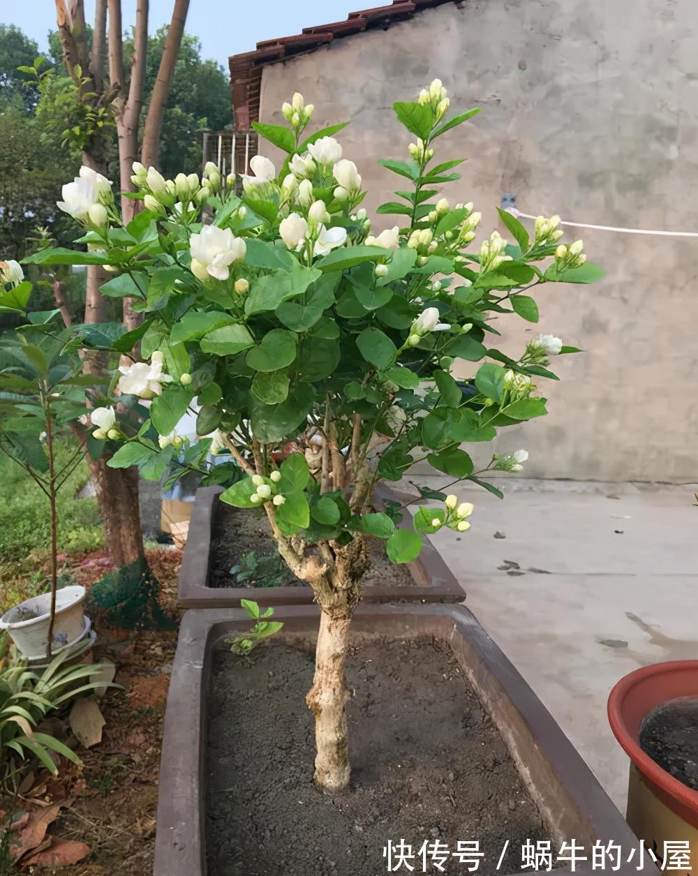 新手|家里养了4种花,7月修剪是关键,还能再开一茬花,新手须知