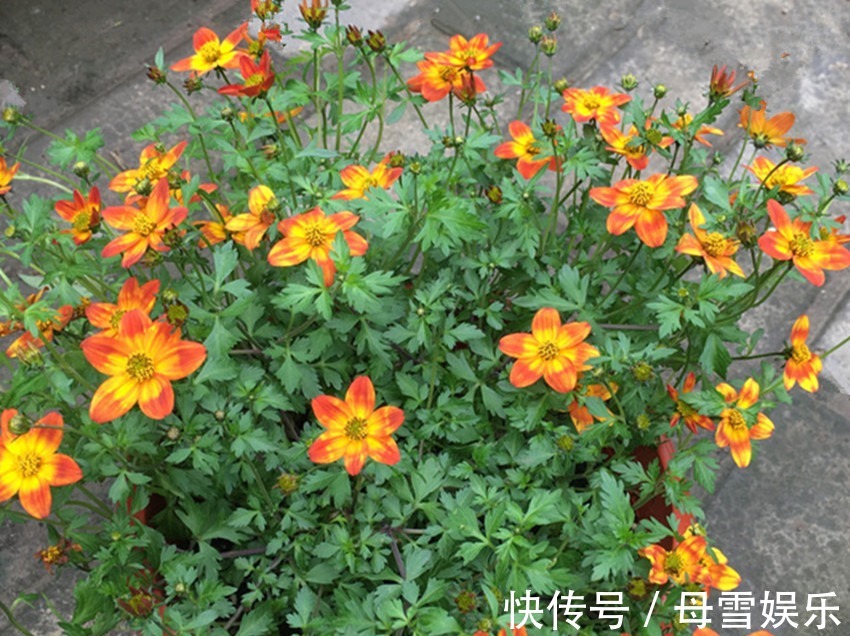 浇花|自制绿叶水,一月用一次,花卉叶片浓绿油亮,长势迅猛