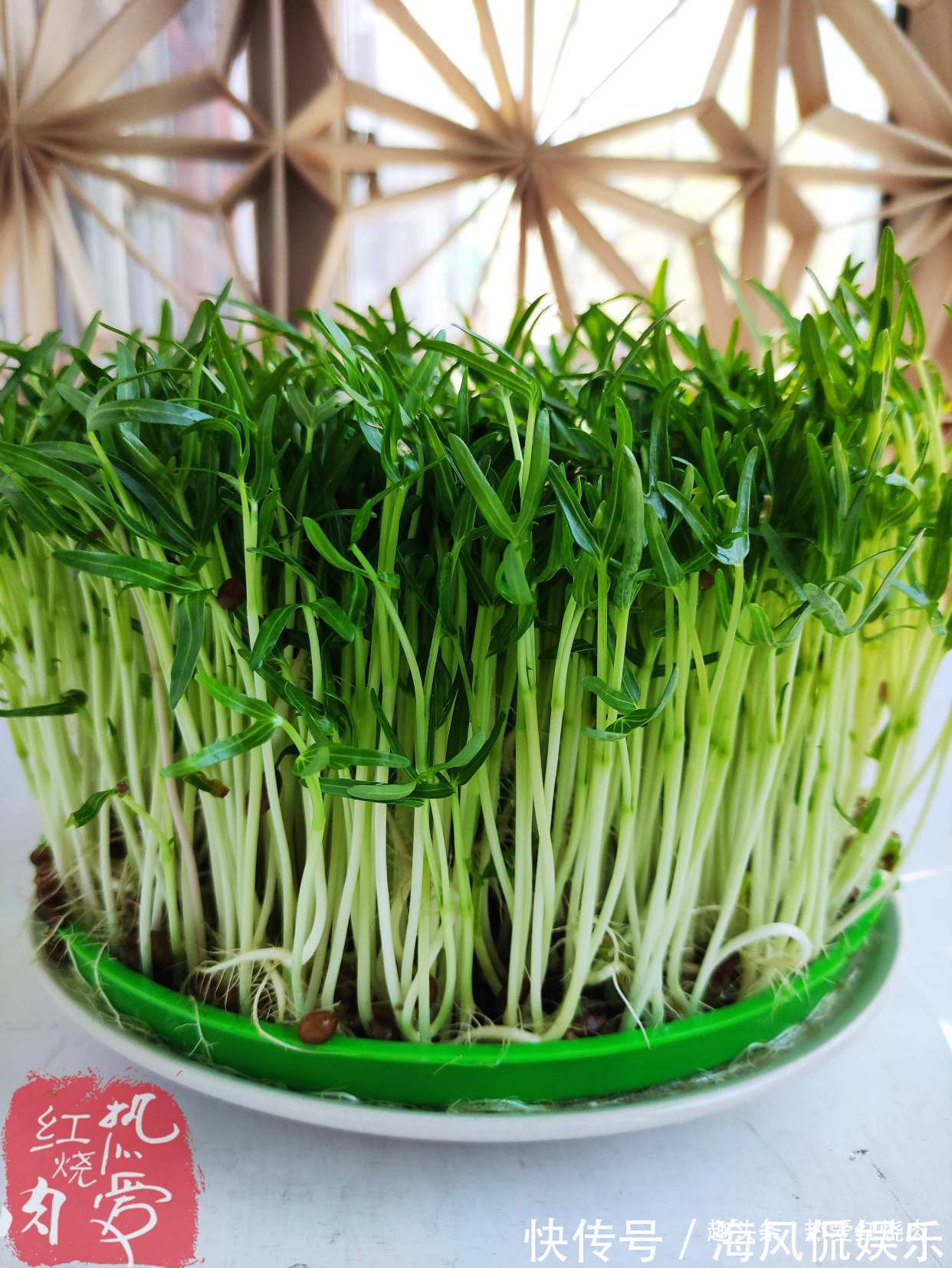 以前空心菜都是买着吃,这回用菜籽自己种的,不用土11天就能吃了