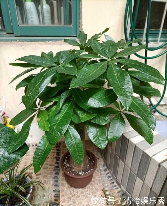 阳台上|10种“吉利花”,“穷养”才能长大,越挤越壮实,越大越“旺家”