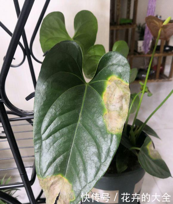  绿叶|红鹅掌养护好，绿叶出现焦边，开花数量少，老花农教你解决