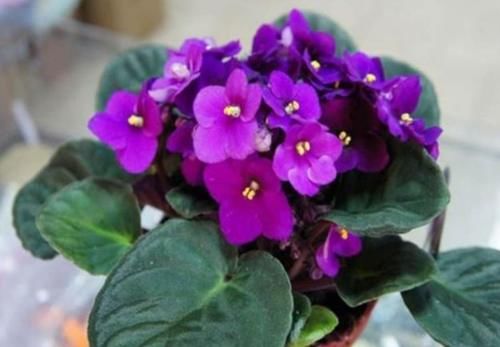 庭院选这几款花，花姿妖娆，花儿轻松开爆盆，适合阳台盆栽