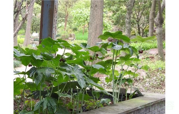 珍稀濒危植物八角莲在上海植物园盛开