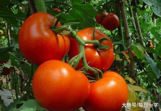 传入中国|西红柿, 为什么叫西红柿, 还叫番茄