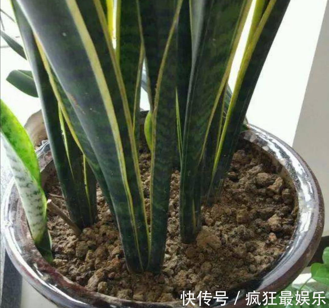 养虎皮兰不用施肥,教你2个方法,让它长得枝叶繁茂