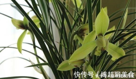 喷洒|养兰花牢记“2勤、1控制”，即使养在塑料桶里，也能满盆冒花苞！