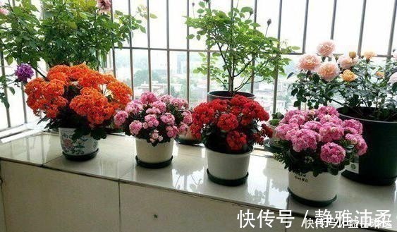 长寿花根系很弱,教你一个“养根”技巧,根系长满盆开花才会多!